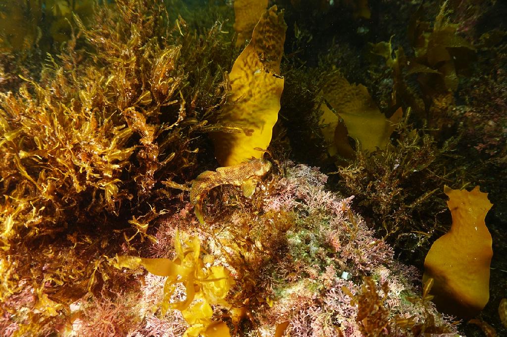 제주도 - 문섬(새끼섬)