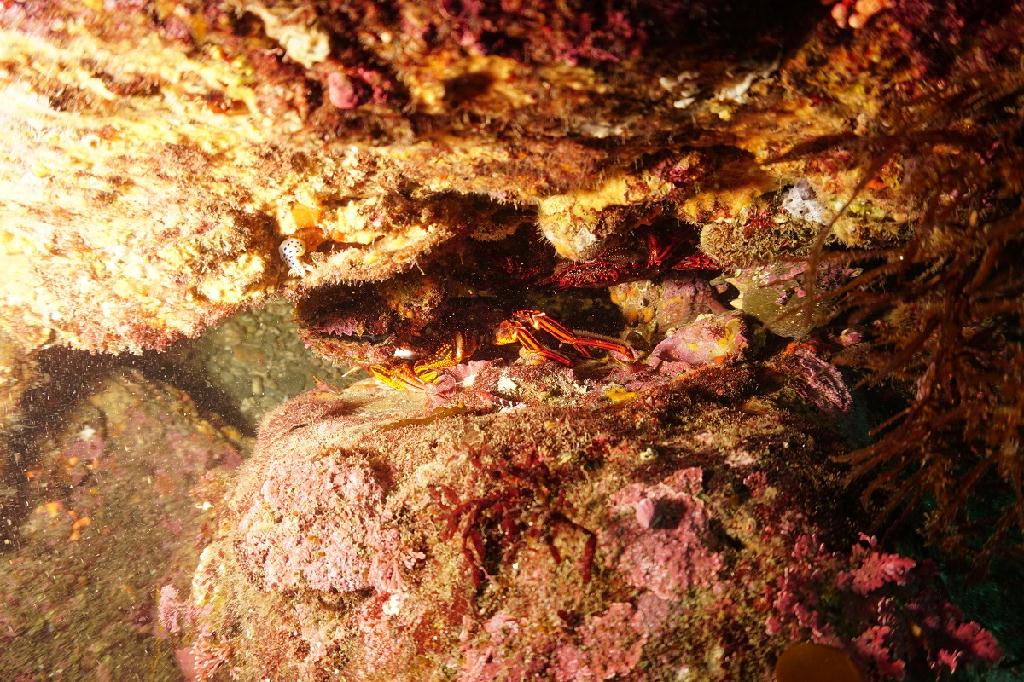 제주도 - 문섬(새끼섬)