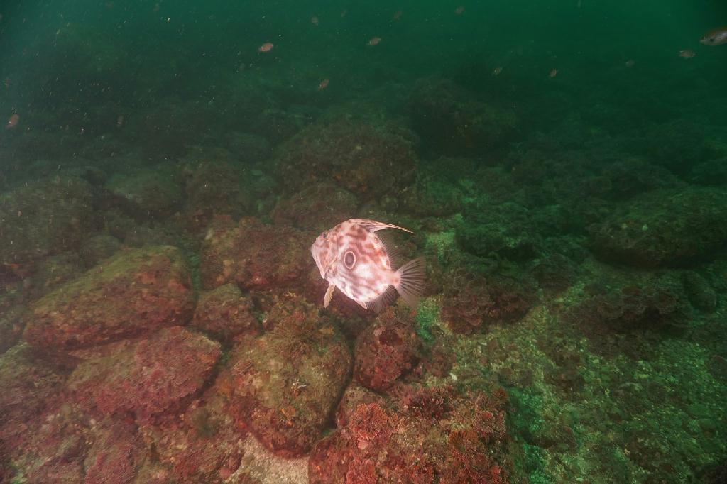 제주도 - 문섬(새끼섬)