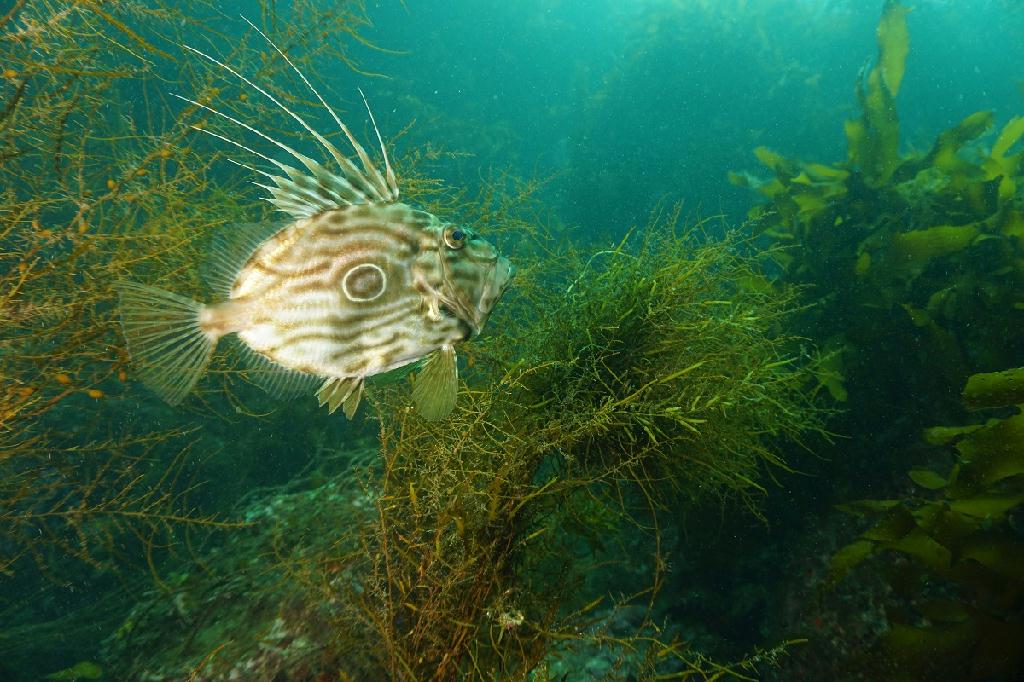 제주도 - 문섬(새끼섬)