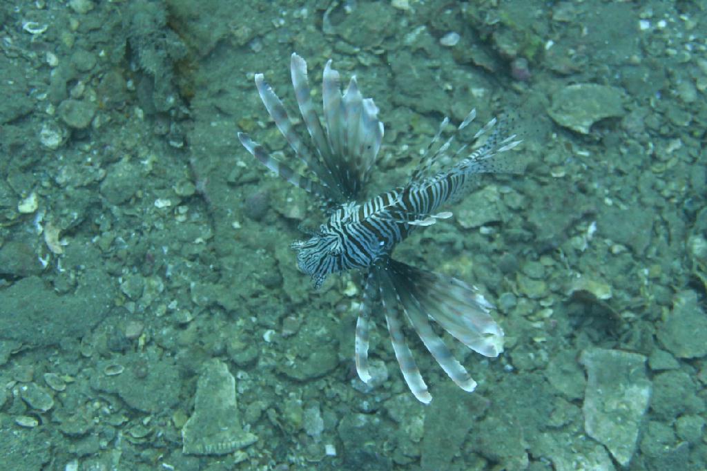 시밀란 - 태국 - Boonsung Wreck