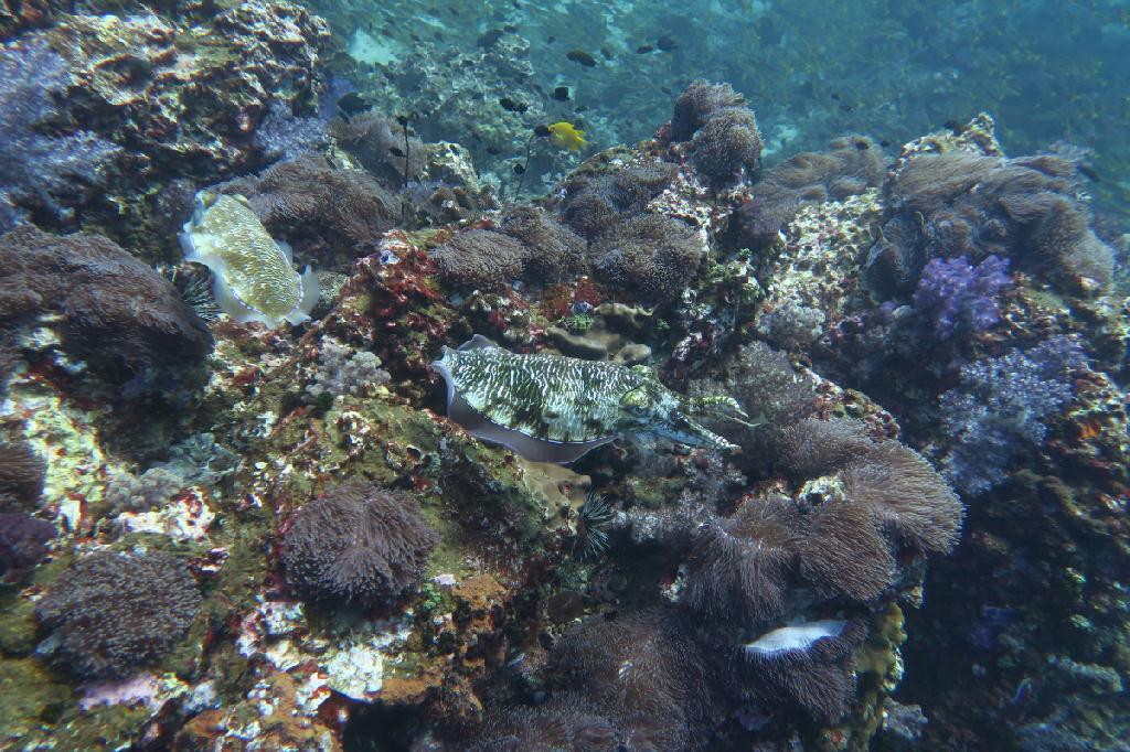 시밀란 - 태국 - Richelieu Rock