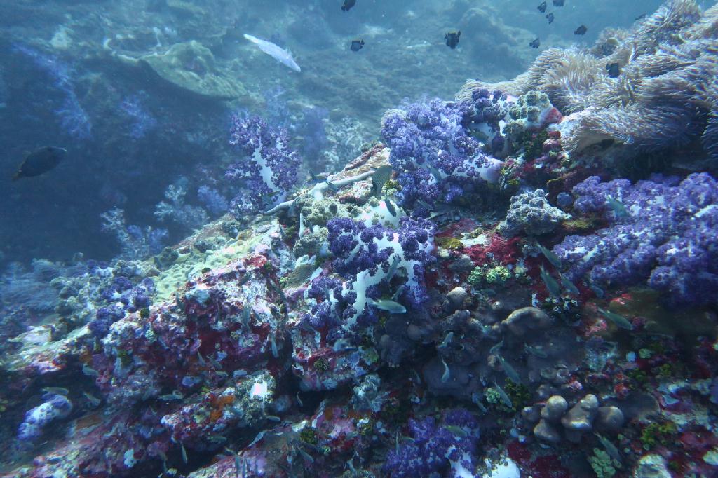 시밀란 - 태국 - Richelieu Rock