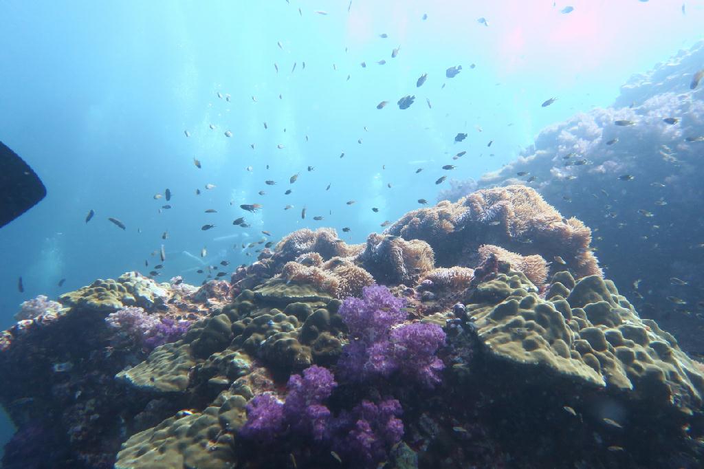 시밀란 - 태국 - Richelieu Rock