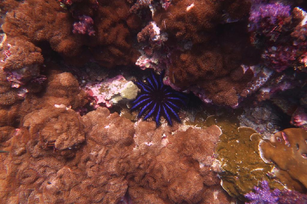 시밀란 - 태국 - Richelieu Rock