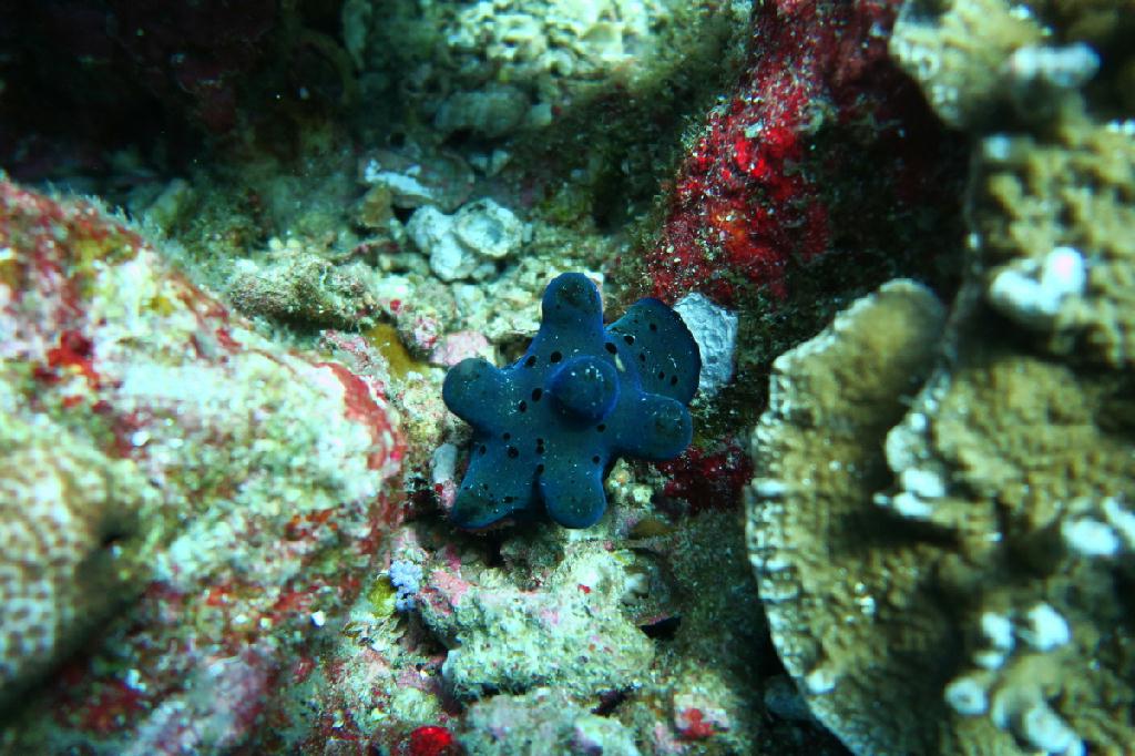 시밀란 - 태국 - Koh Bon