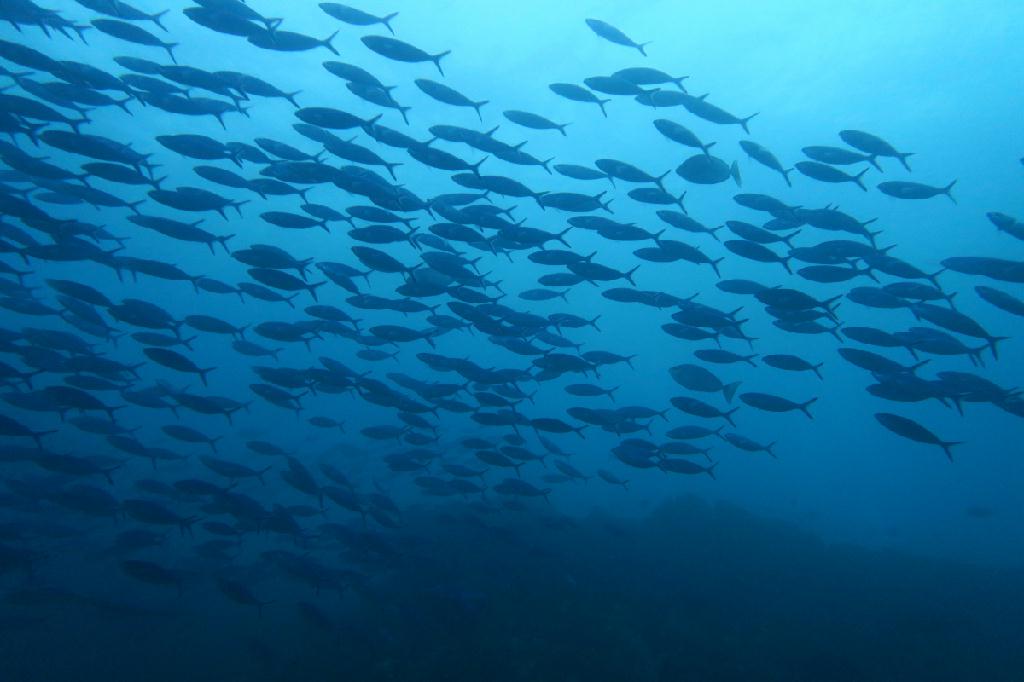 시밀란 - 태국 - Koh Bon