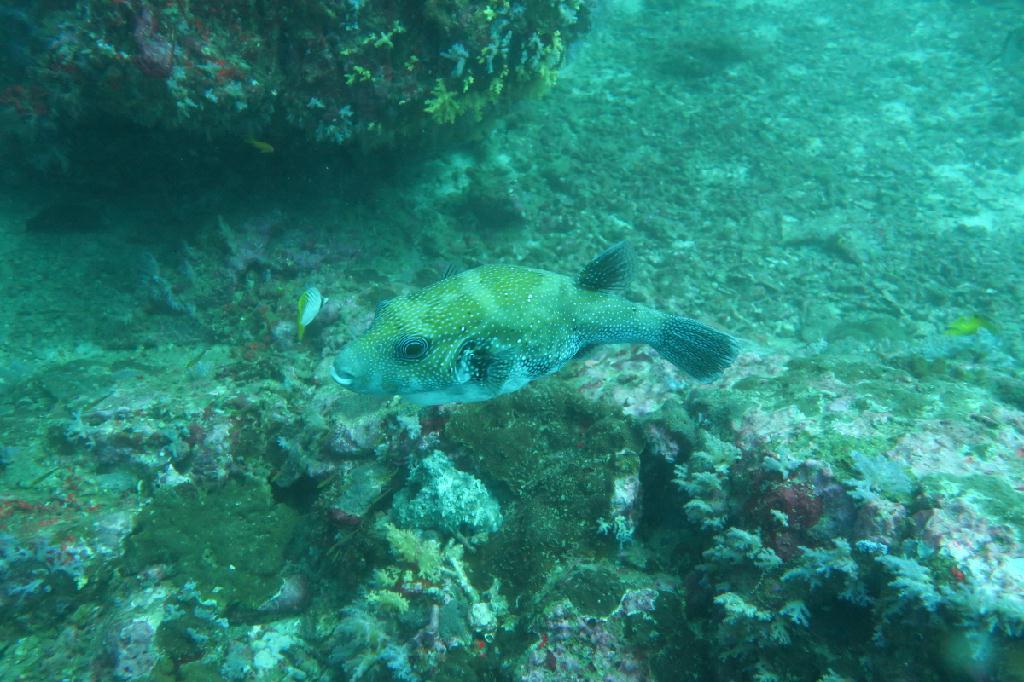 시밀란 - 태국 - Koh Bon