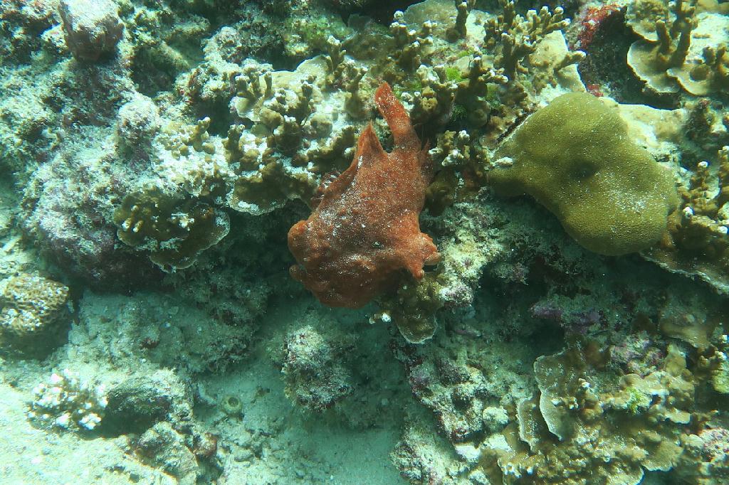 펀다이빙 - 시밀란 - 태국 - West of Eden (No.7)