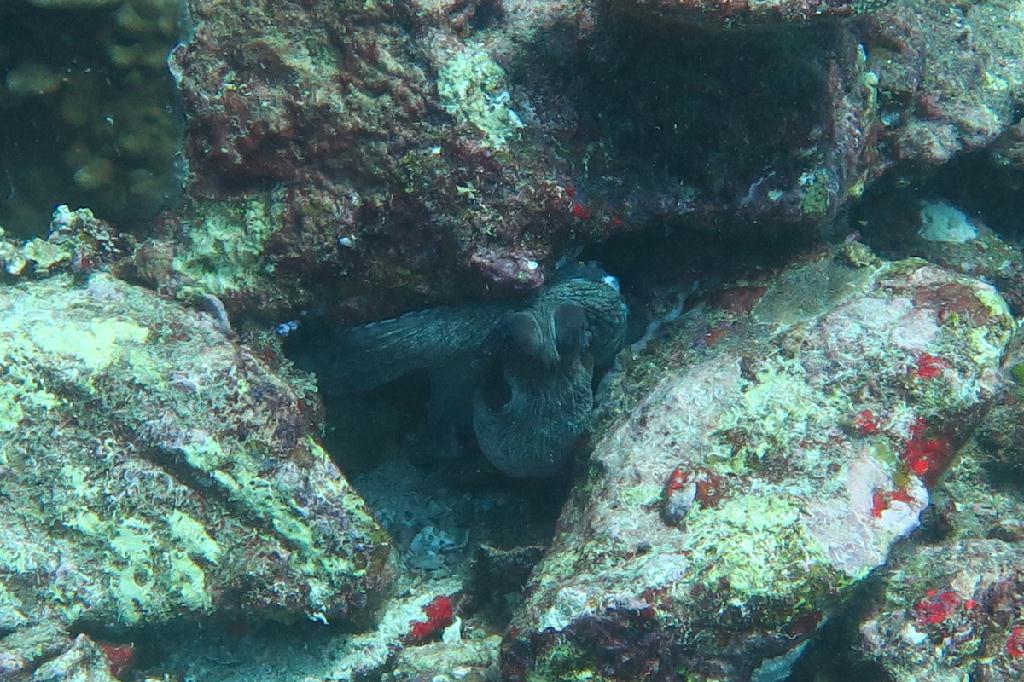 시밀란 - 태국 - Koh Bon