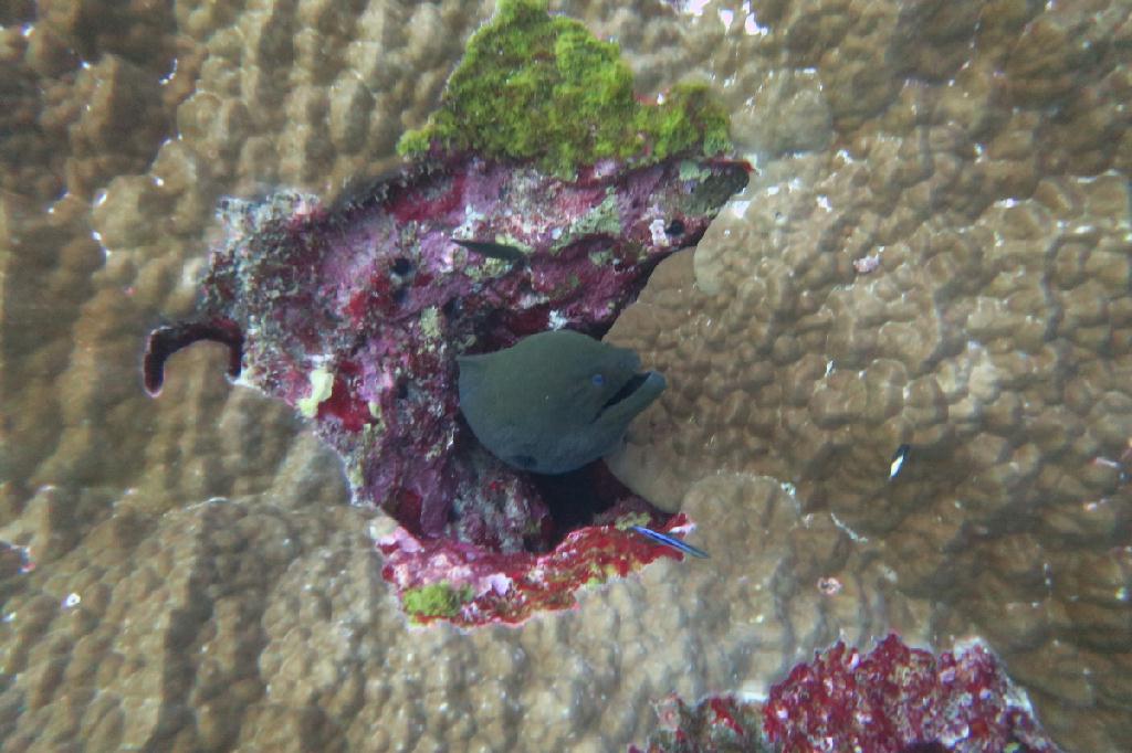 시밀란 - 태국 - Koh Bon