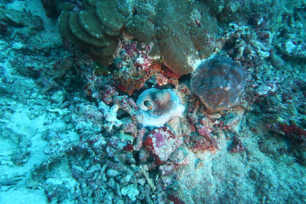 시밀란 - 태국 - Koh Bon