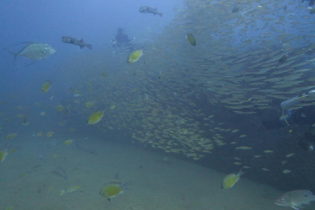 시밀란 - 태국 - Boonsung Wreck