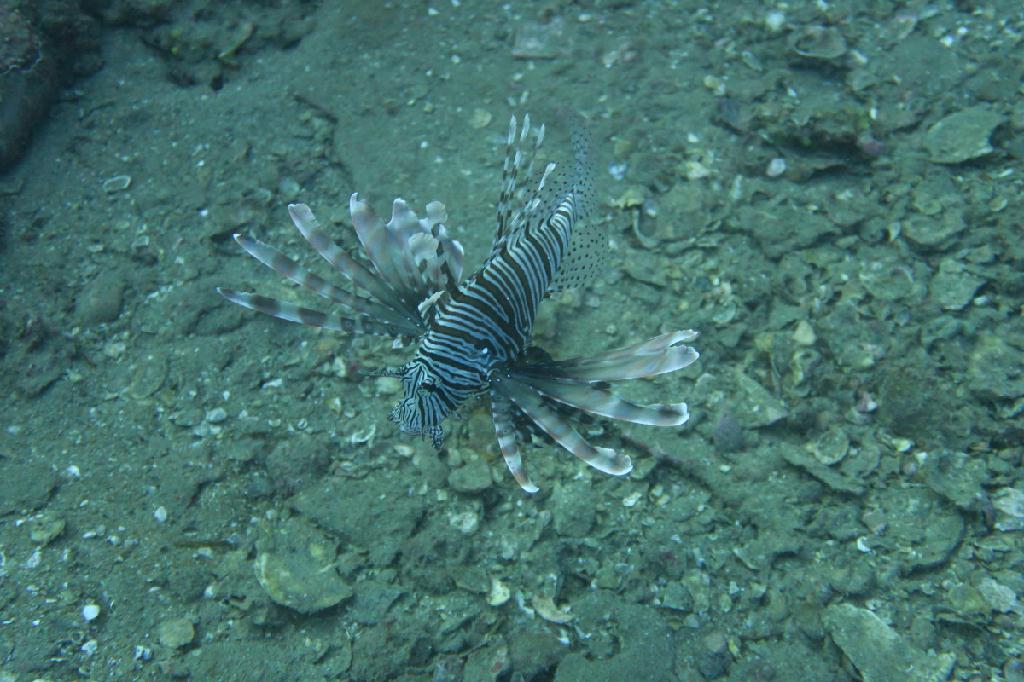 시밀란 - 태국 - Boonsung Wreck