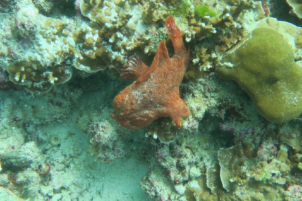 펀다이빙 - 시밀란 - 태국 - West of Eden (No.7)