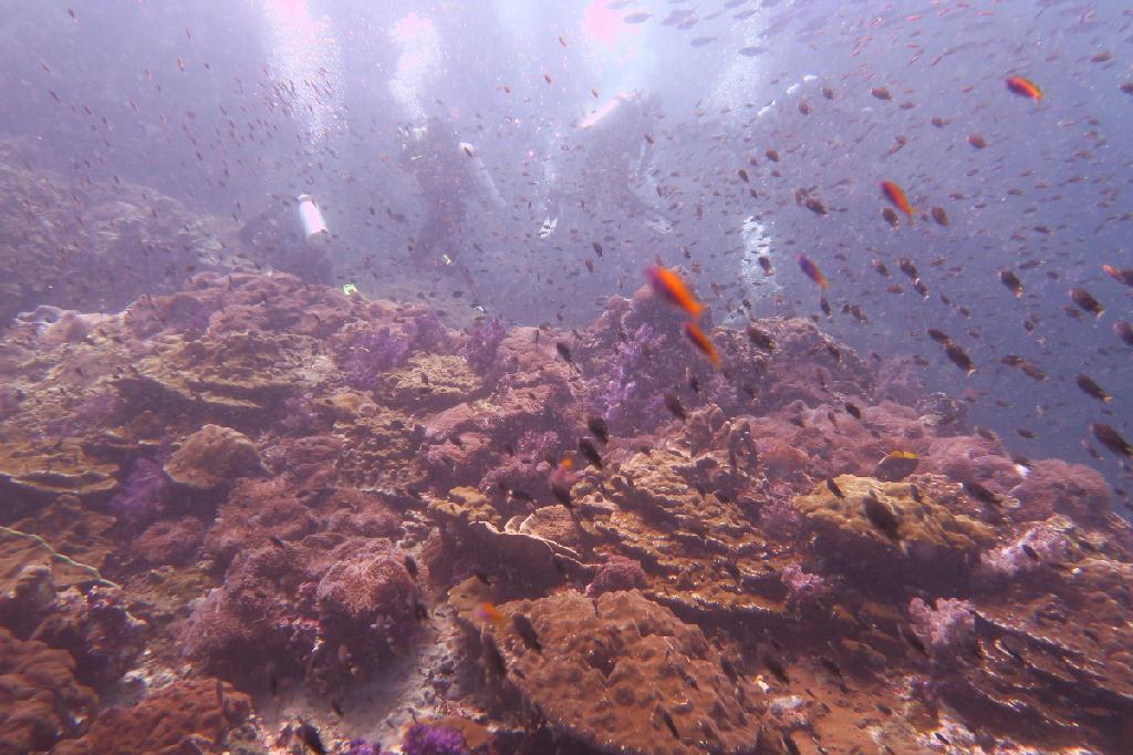 시밀란 - 태국 - Richelieu Rock