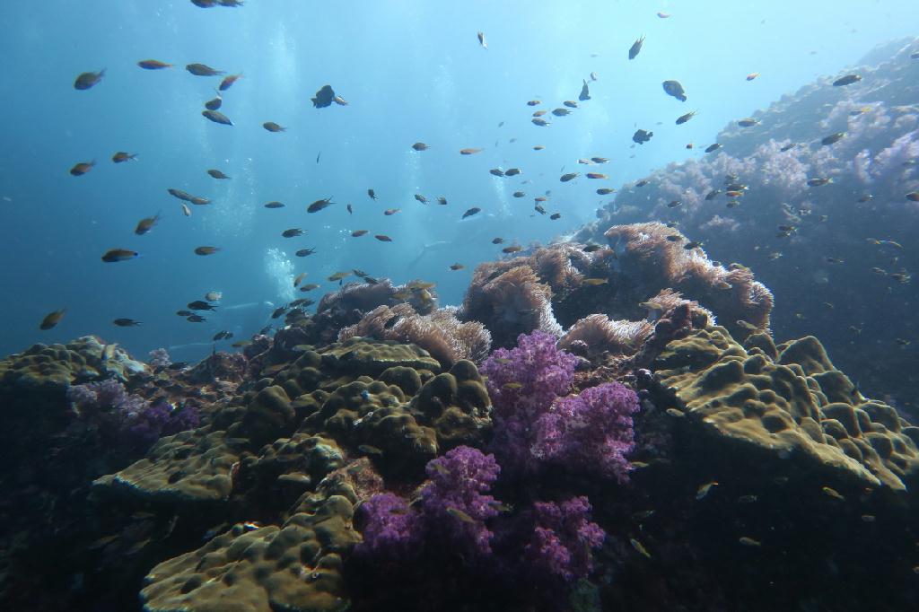 시밀란 - 태국 - Richelieu Rock