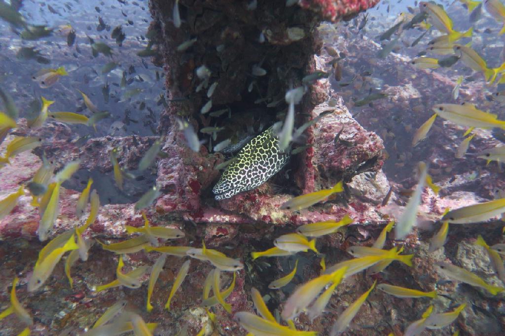 시밀란 - 태국 - Boonsung Wreck