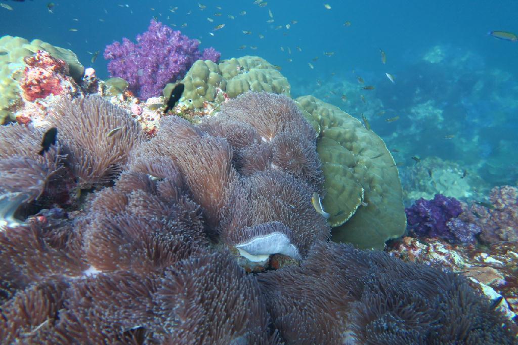 시밀란 - 태국 - Richelieu Rock