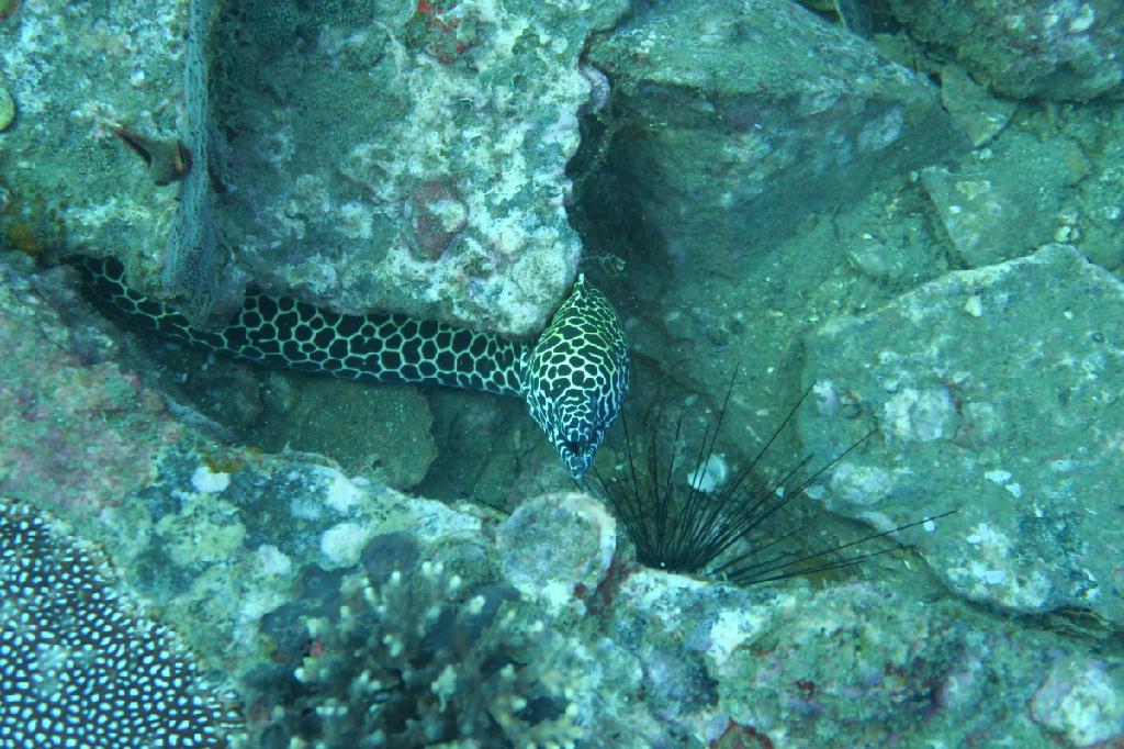 시밀란 - 태국 - Boonsung Wreck