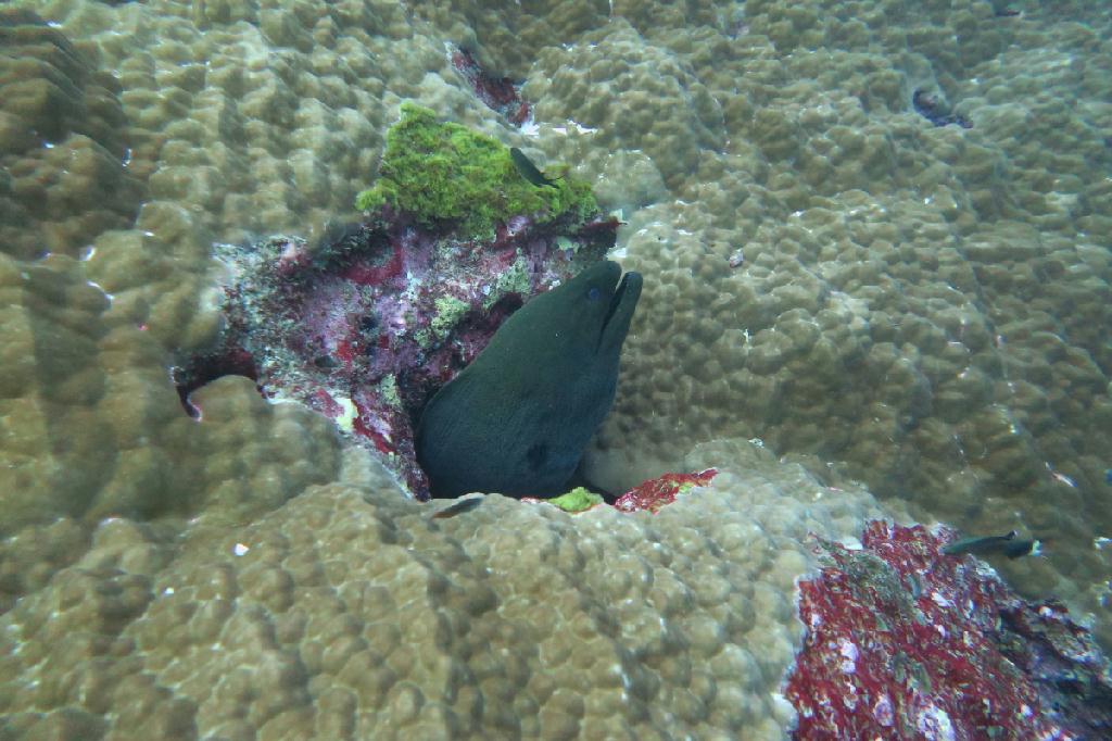 시밀란 - 태국 - Koh Bon