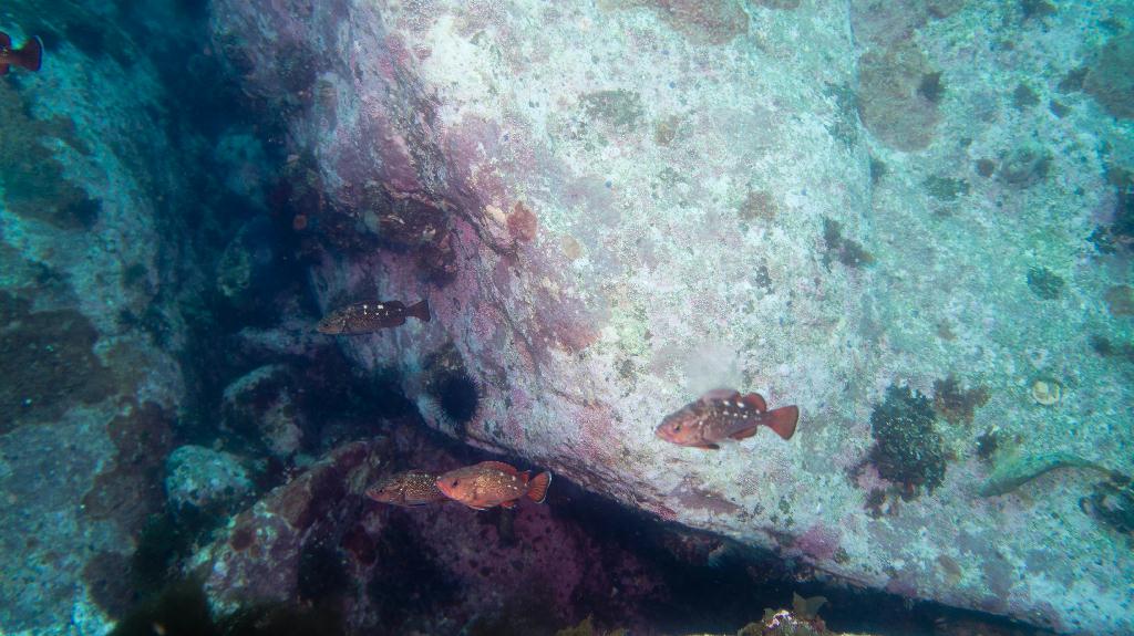 펀다이빙 - 속초 The Scuba - 맨하탄