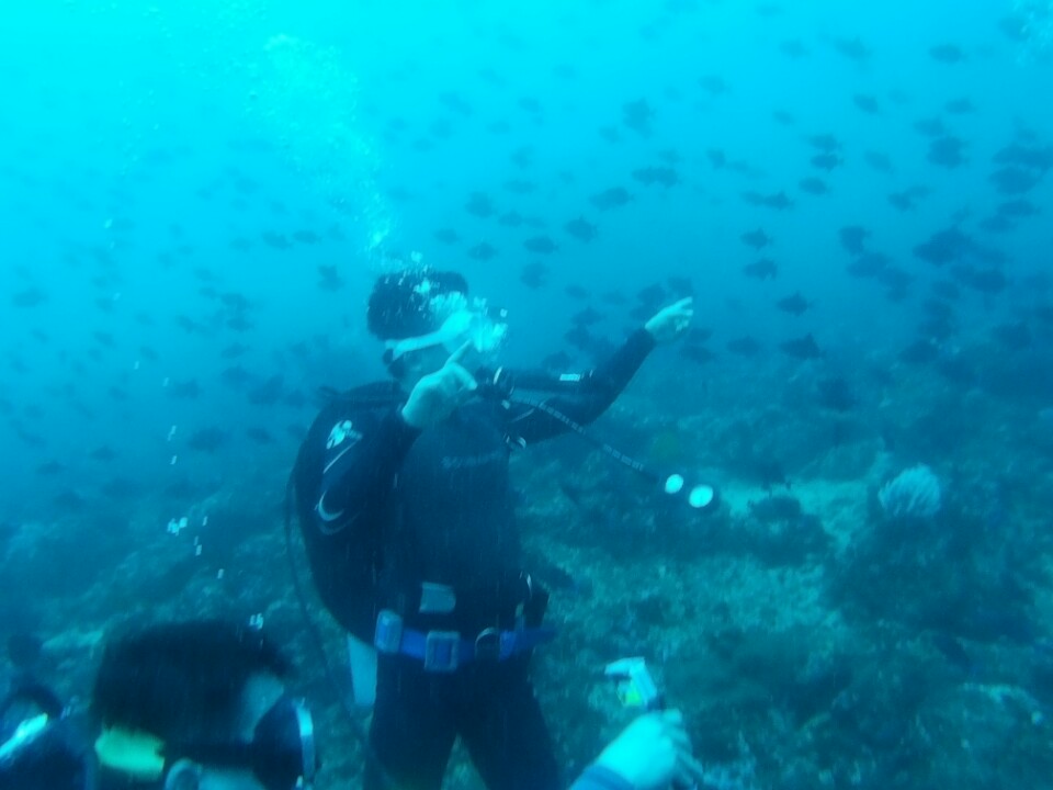 펀 다이빙 - 아닐라오 샤크다이브리조트 - 마이닛버블(mainit bubble)