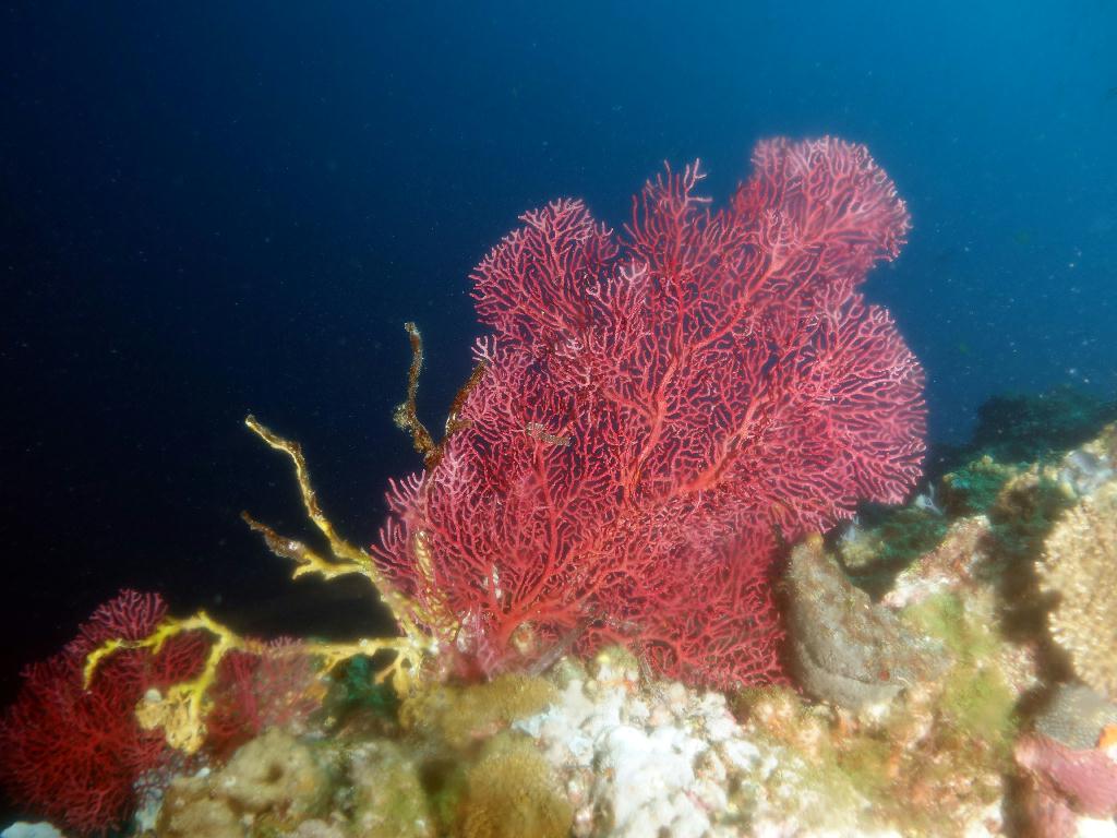 세부 막탄 - 올랑고