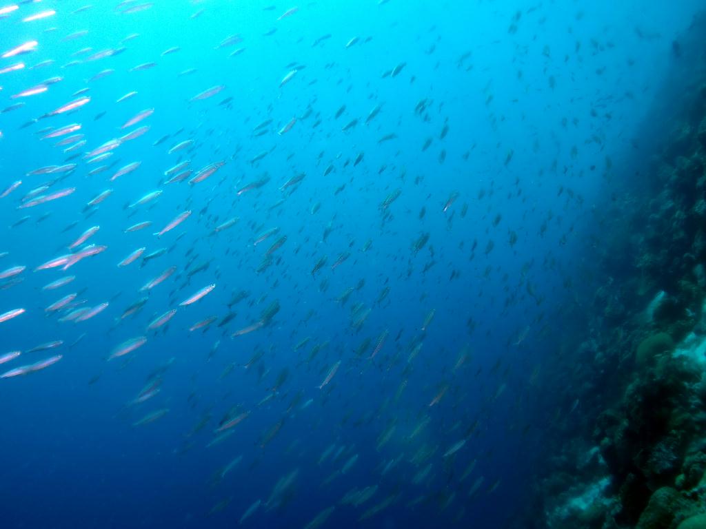 세부 막탄 - 올랑고