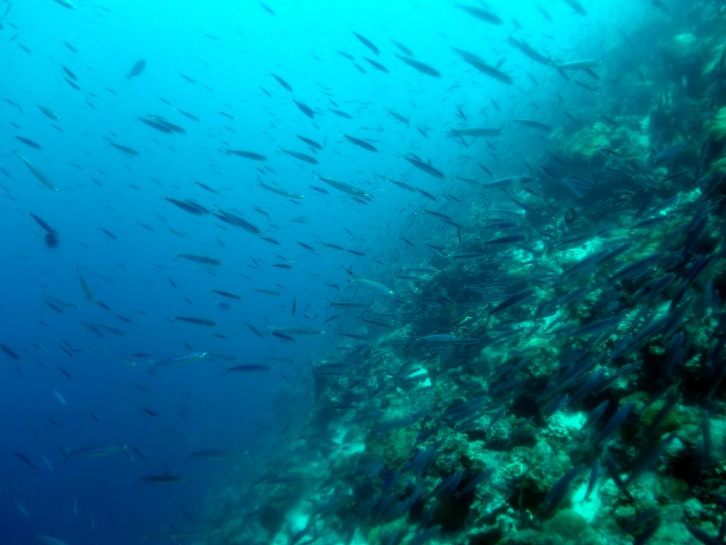 세부 막탄 - 올랑고