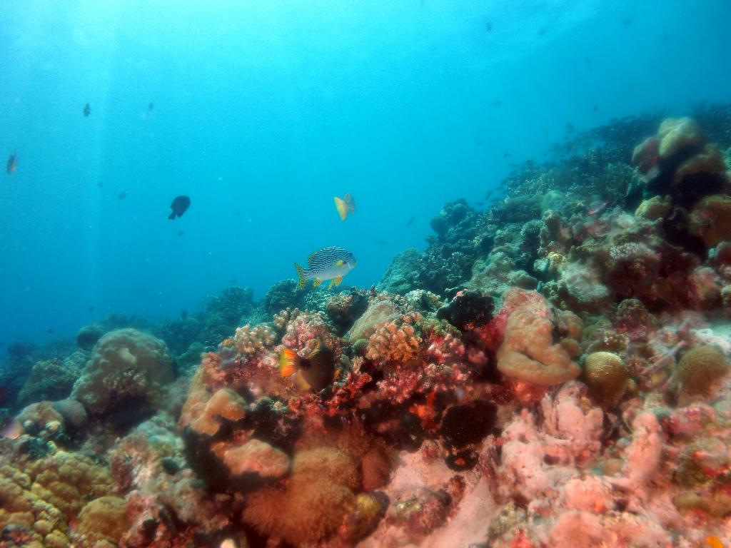 세부 막탄 - 올랑고