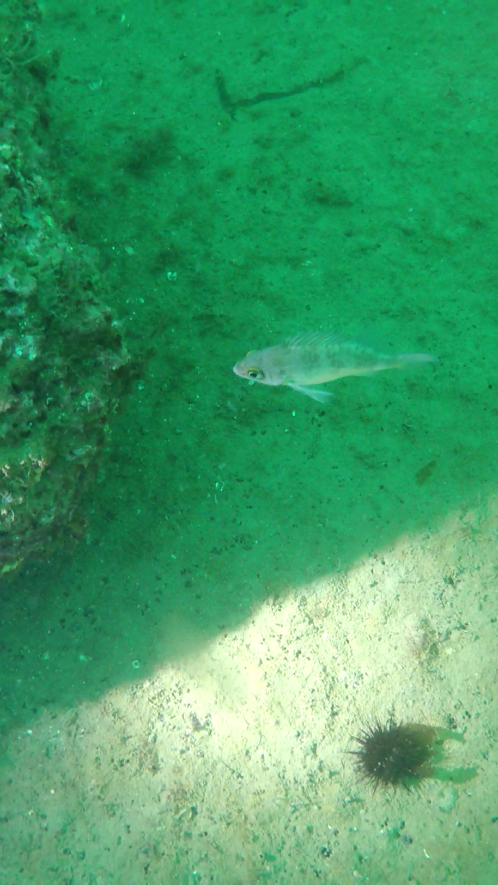 바다 탐험 - 포항 영일만 - 영일만 앞바다