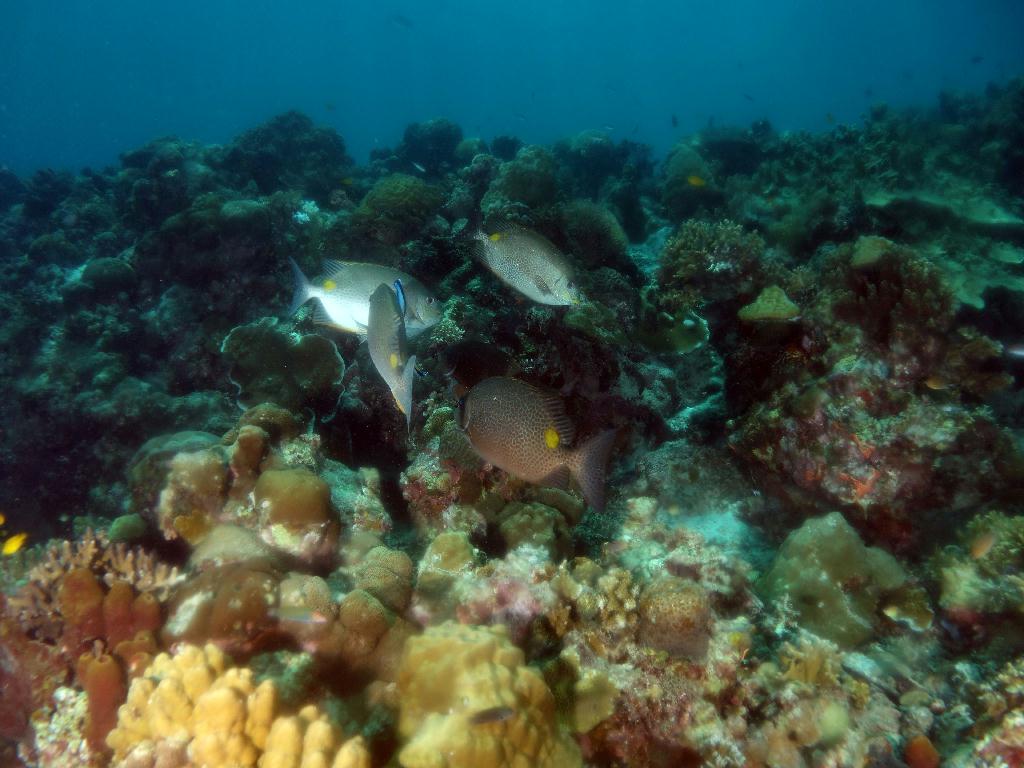 펀다이빙 - 세부 막탄 - 올랑고