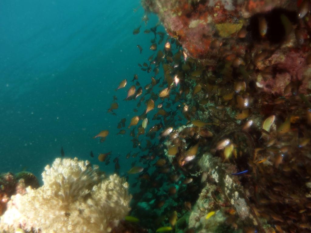 펀다이빙 - 세부 막탄 - 올랑고