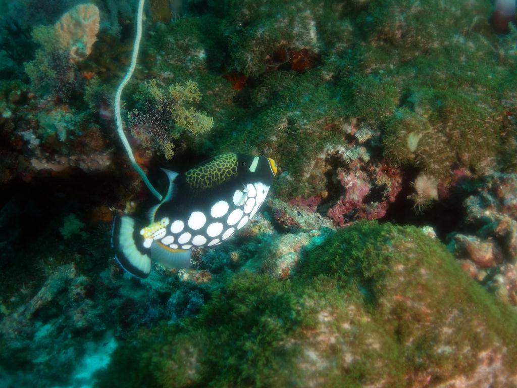 펀다이빙 - 세부 막탄 - 올랑고