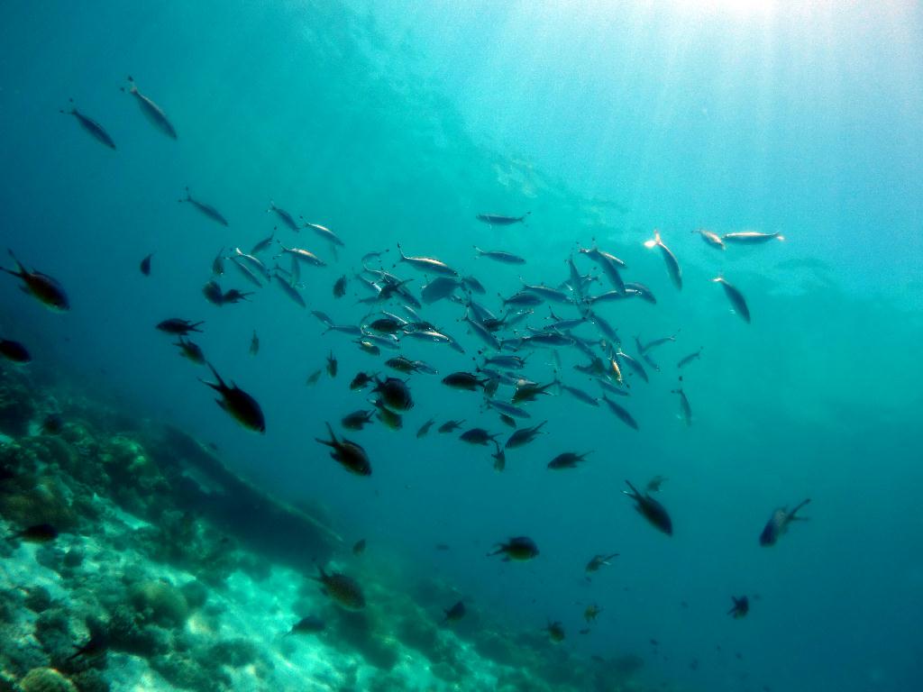 펀다이빙 - 세부 막탄 - 올랑고