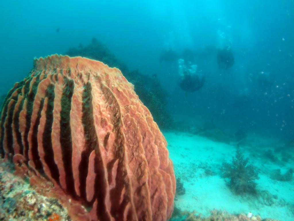 펀다이빙 - 세부 막탄 - 올랑고