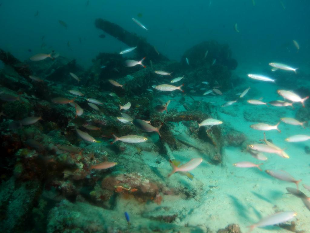 펀다이빙 - 세부 막탄 - 올랑고