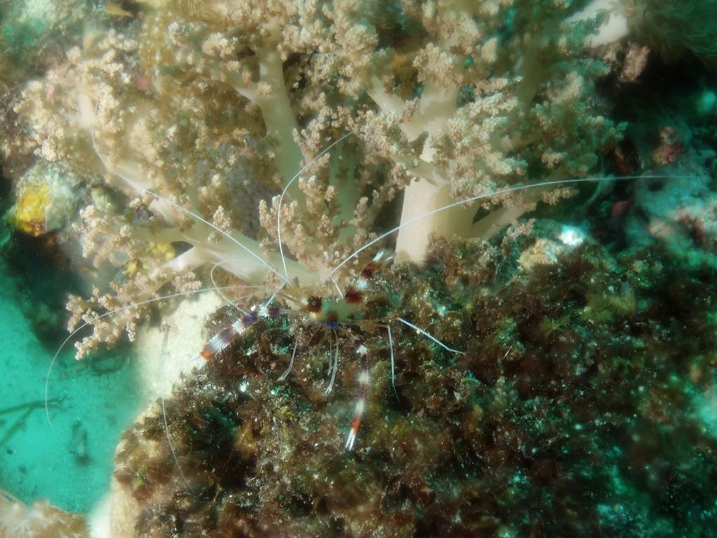 펀다이빙 - 세부 막탄 - 올랑고