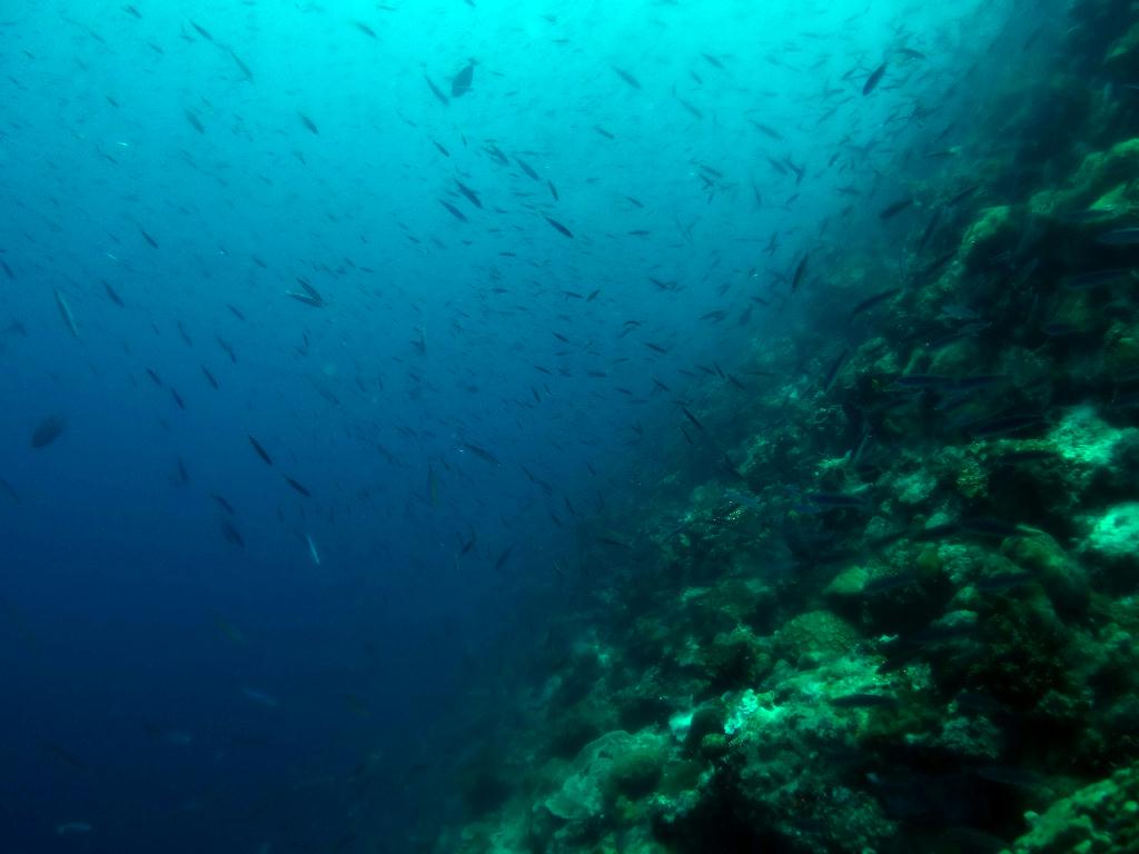 펀다이빙 - 세부 막탄 - 올랑고