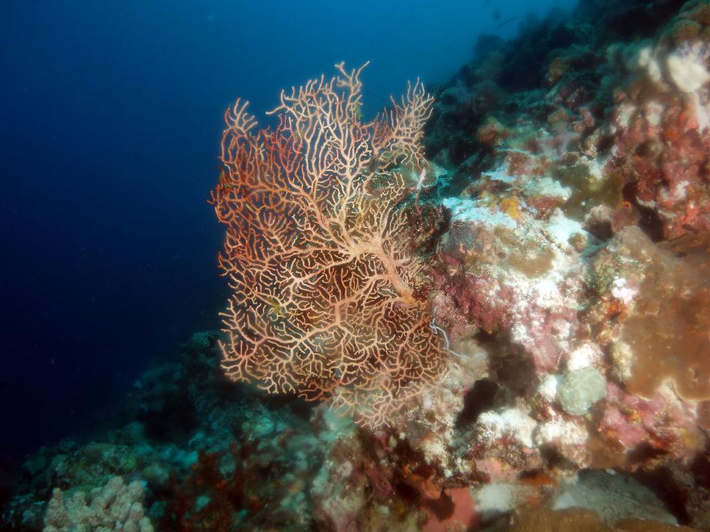 펀다이빙 - 세부 막탄 - 올랑고