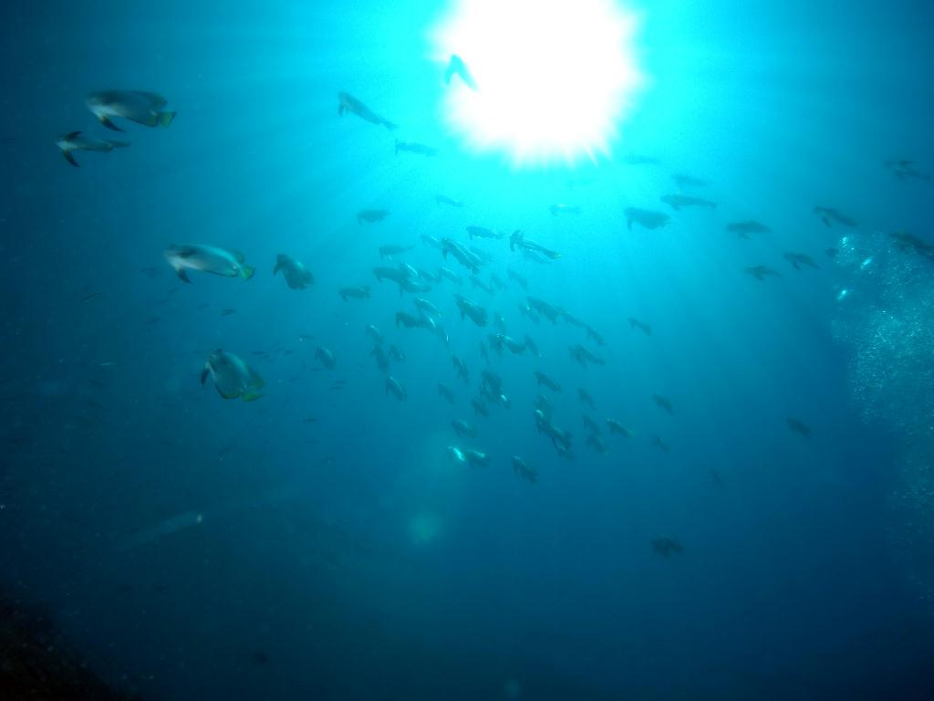 펀다이빙 - 세부 막탄 - 올랑고