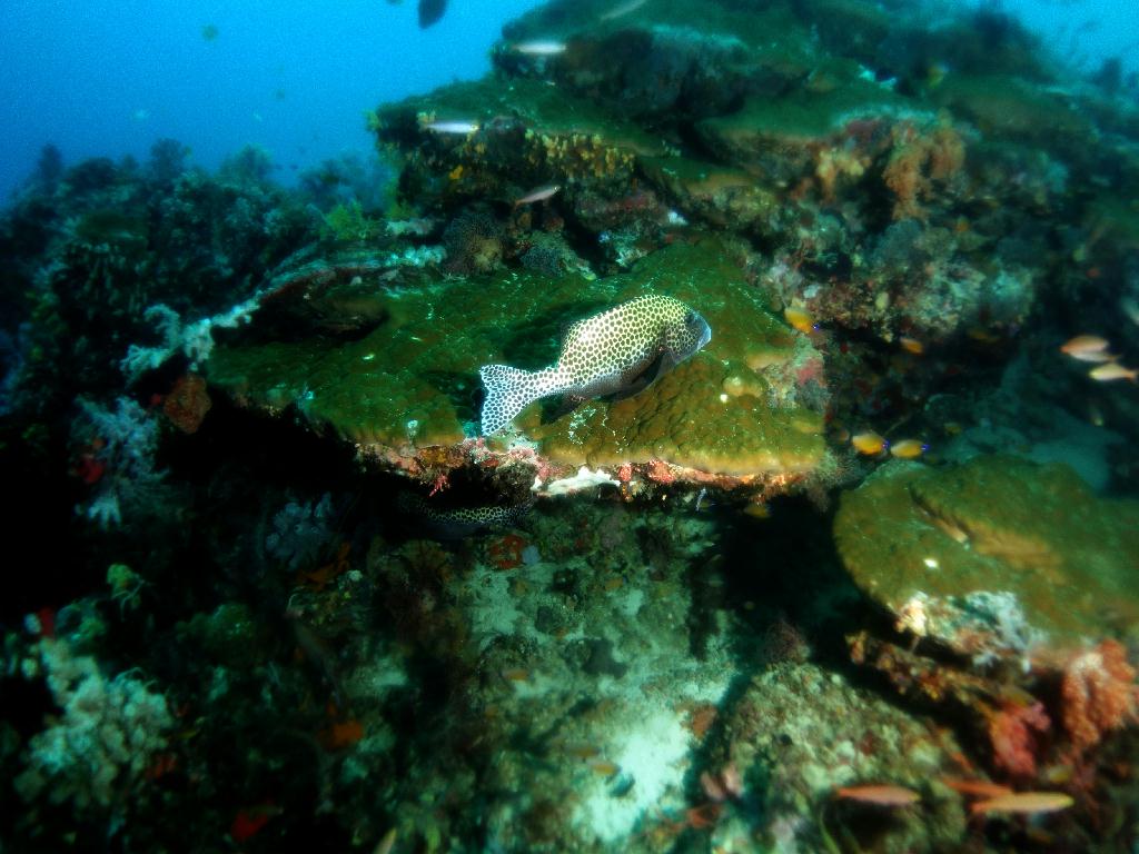 펀다이빙 - 세부 막탄 - 올랑고