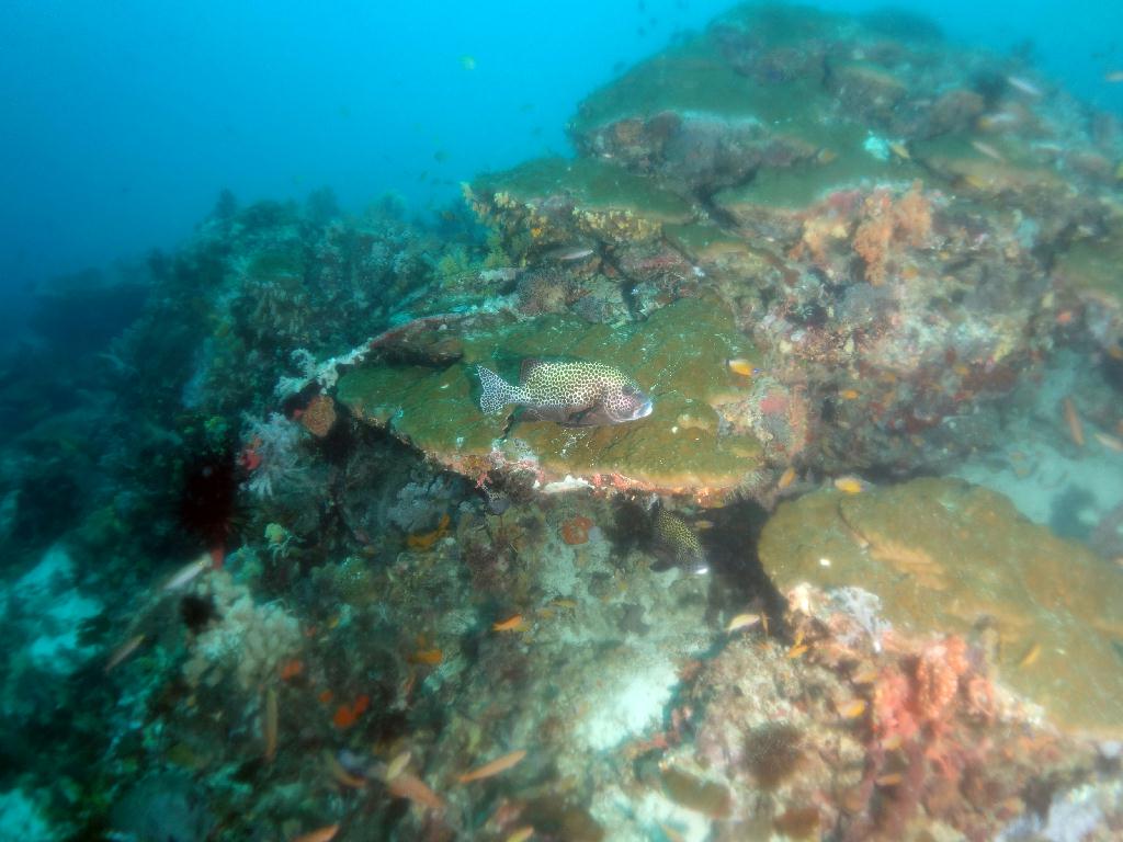 펀다이빙 - 세부 막탄 - 올랑고