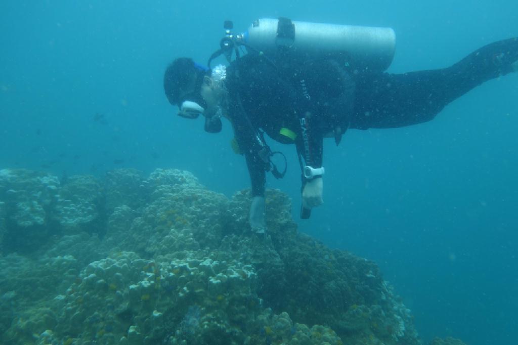 Advanced Open Water 물고기 식별 Assist - 태국 꼬따오 - Wreck