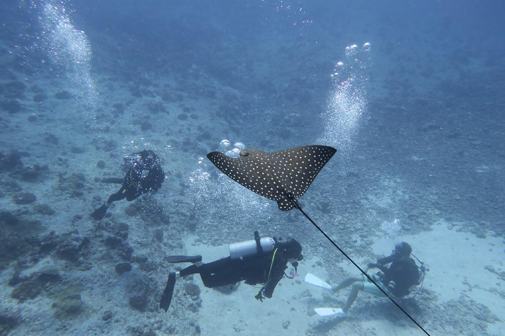 펀다이빙 - 팔라우 - 블루코너