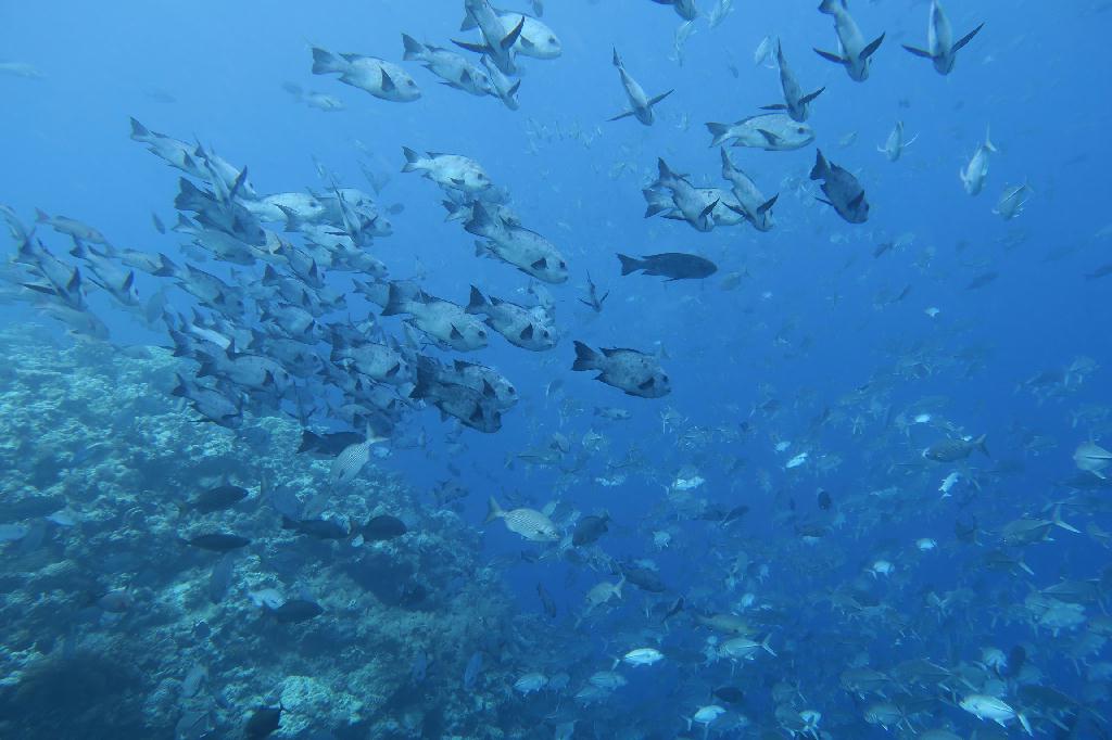 펀다이빙 - 팔라우 - 블루코너