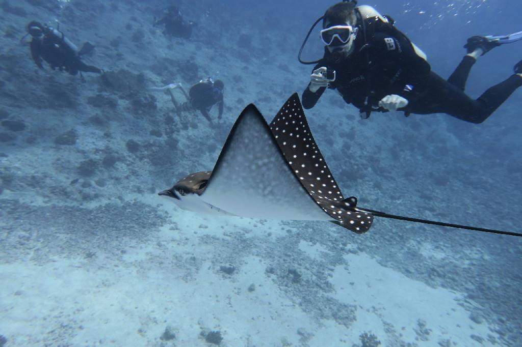 펀다이빙 - 팔라우 - 블루코너