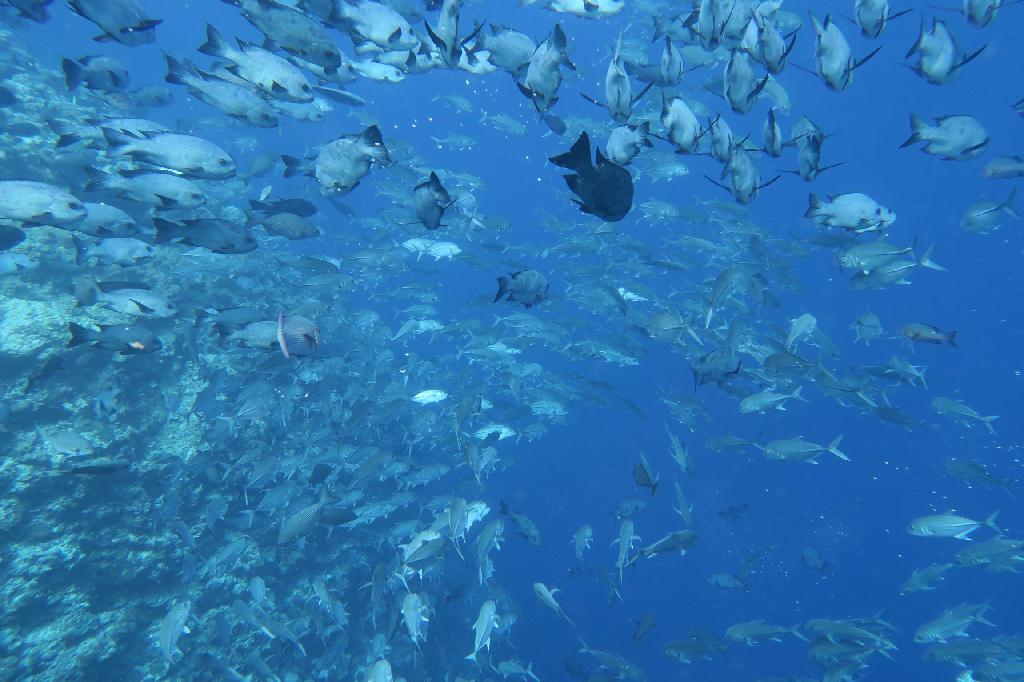 펀다이빙 - 팔라우 - 블루코너