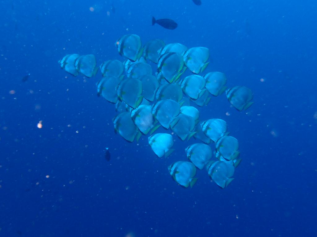 Bunaken, Manado - Fukul